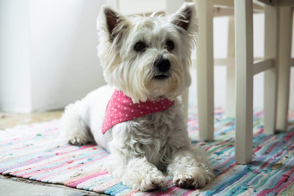 Dog-Friendly Cottages in North Wales
